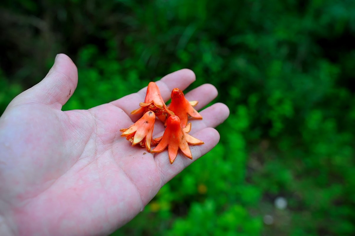 Cảm thấy rất thú vị và bất ngờ, quyết định chia sẻ lên mạng, đồng thời cũng nói rõ, những miếng "xúc xích bạch tuộc" này thực ra là hoa lựu.