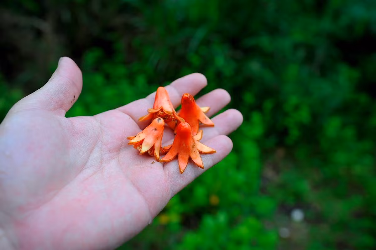 Cảm thấy rất thú vị và bất ngờ, quyết định chia sẻ lên mạng, đồng thời cũng nói rõ, những miếng "xúc xích bạch tuộc" này thực ra là hoa lựu.