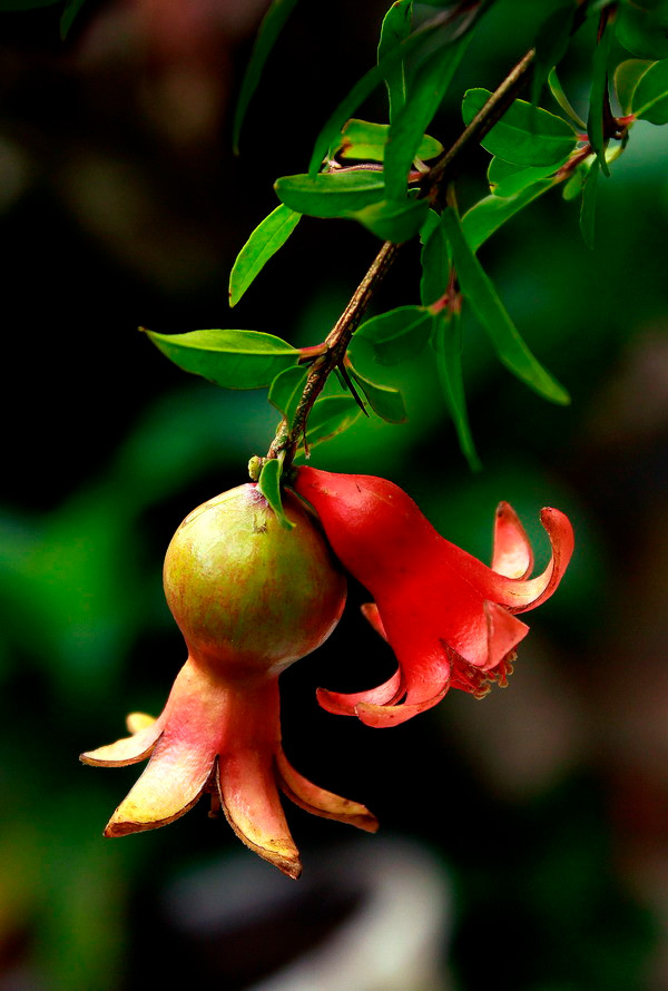 Bởi vậy, thời gian này, trên đường phố một số khu vực, dễ dàng tìm thấy những miếng "xúc xích bạch tuộc" rơi trên đường.