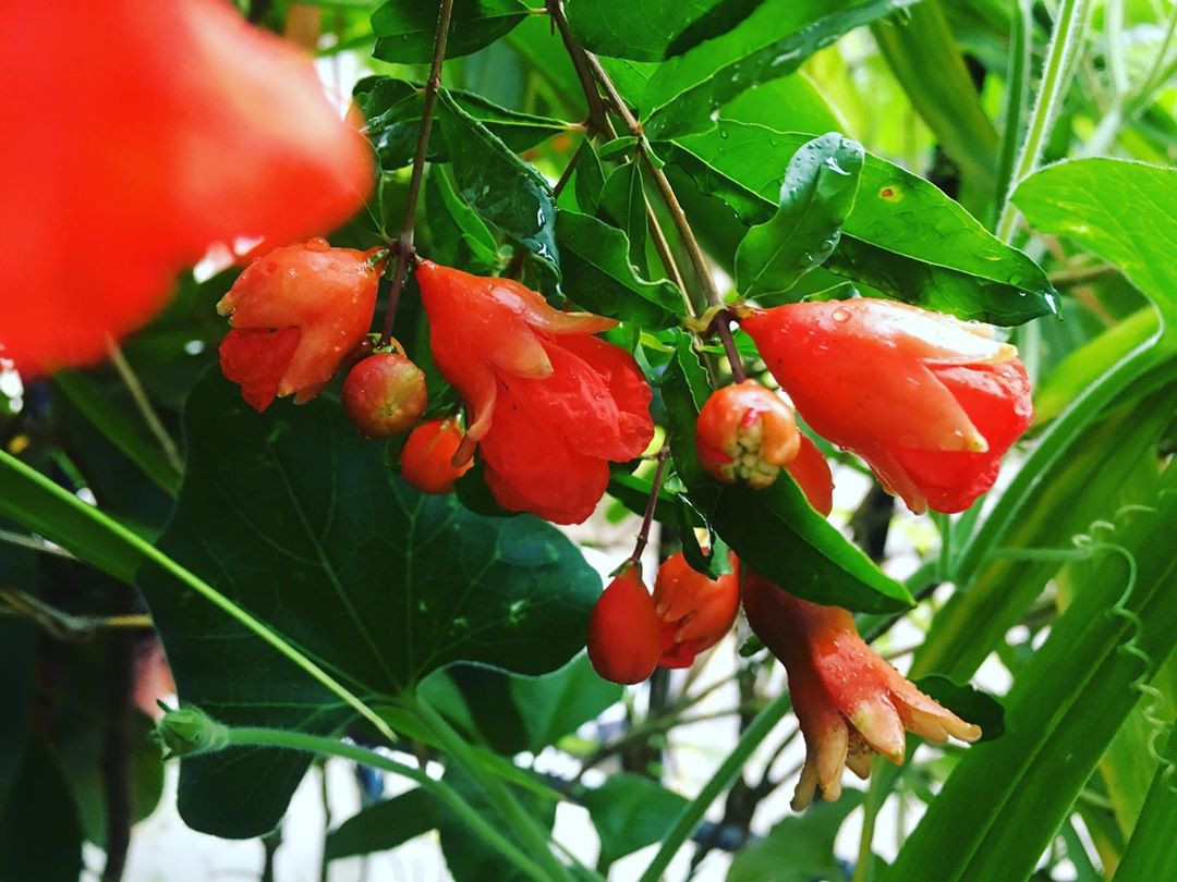 Không chỉ màu của lớp vỏ ngoài đài hoa lựu rất giống mà màu của lớp vỏ bên trong cũng thế. Trông chúng chẳng khác nào những miếng xúc xích ngon miệng.