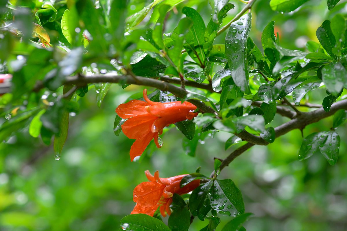 Mới đây, một cư dân mạng Nhật Bản có nickname là momodogs vô tình nhìn thấy những miếng "xúc xích bạch tuộc" bên lề đường, cảm thấy ngạc nhiên, anh tới gần và phát hiện, hóa ra những miếng xúc xích này là một bộ phận của một loài hoa.