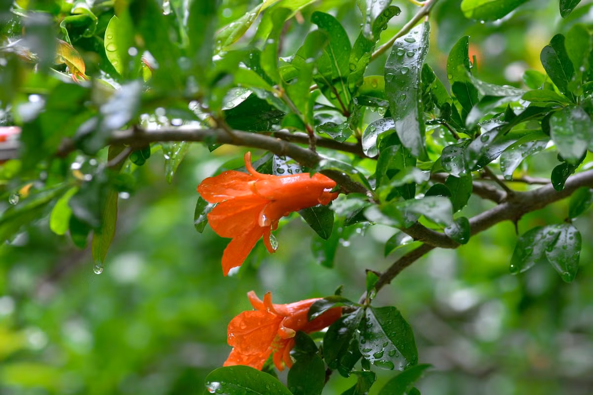 Mới đây, một cư dân mạng Nhật Bản có nickname là momodogs vô tình nhìn thấy những miếng "xúc xích bạch tuộc" bên lề đường, cảm thấy ngạc nhiên, anh tới gần và phát hiện, hóa ra những miếng xúc xích này là một bộ phận của một loài hoa.