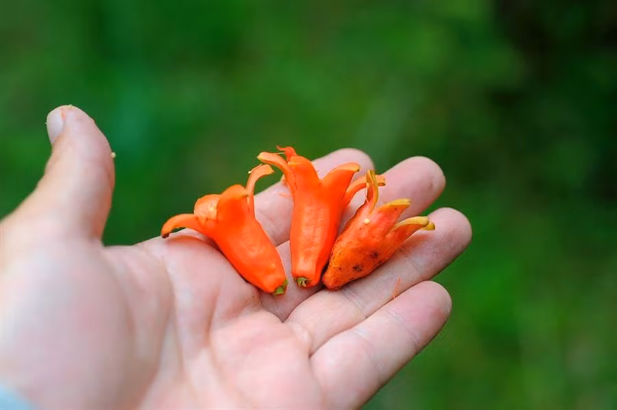 Trong nhiều gia đình Nhật Bản, các bà nội trợ thường chuẩn bị bữa trưa cho chồng và con cái mang đi làm đi, đi học. Một trong những món ăn phổ biến, dễ làm, dễ ăn nhất trong những bữa trưa này đó chính là món xúc xích bạch tuộc.