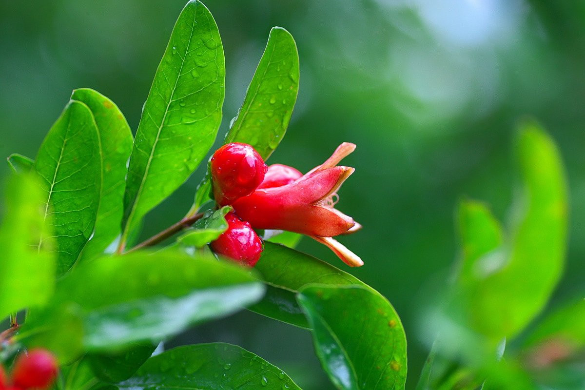 Sau khi nhìn thấy những hình ảnh này, đông đảo cư dân mạng đã không khỏi ngạc nhiên, bất ngờ và cùng ý kiến với Momodogs, những bông hoa lựu này thực sự rất giống món xúc xích bạch tuộc.