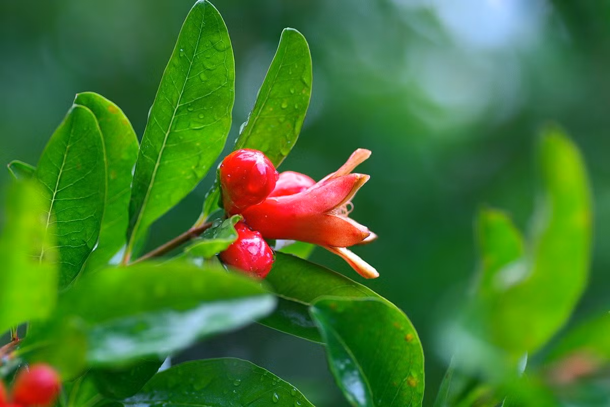 Sau khi nhìn thấy những hình ảnh này, đông đảo cư dân mạng đã không khỏi ngạc nhiên, bất ngờ và cùng ý kiến với Momodogs, những bông hoa lựu này thực sự rất giống món xúc xích bạch tuộc.