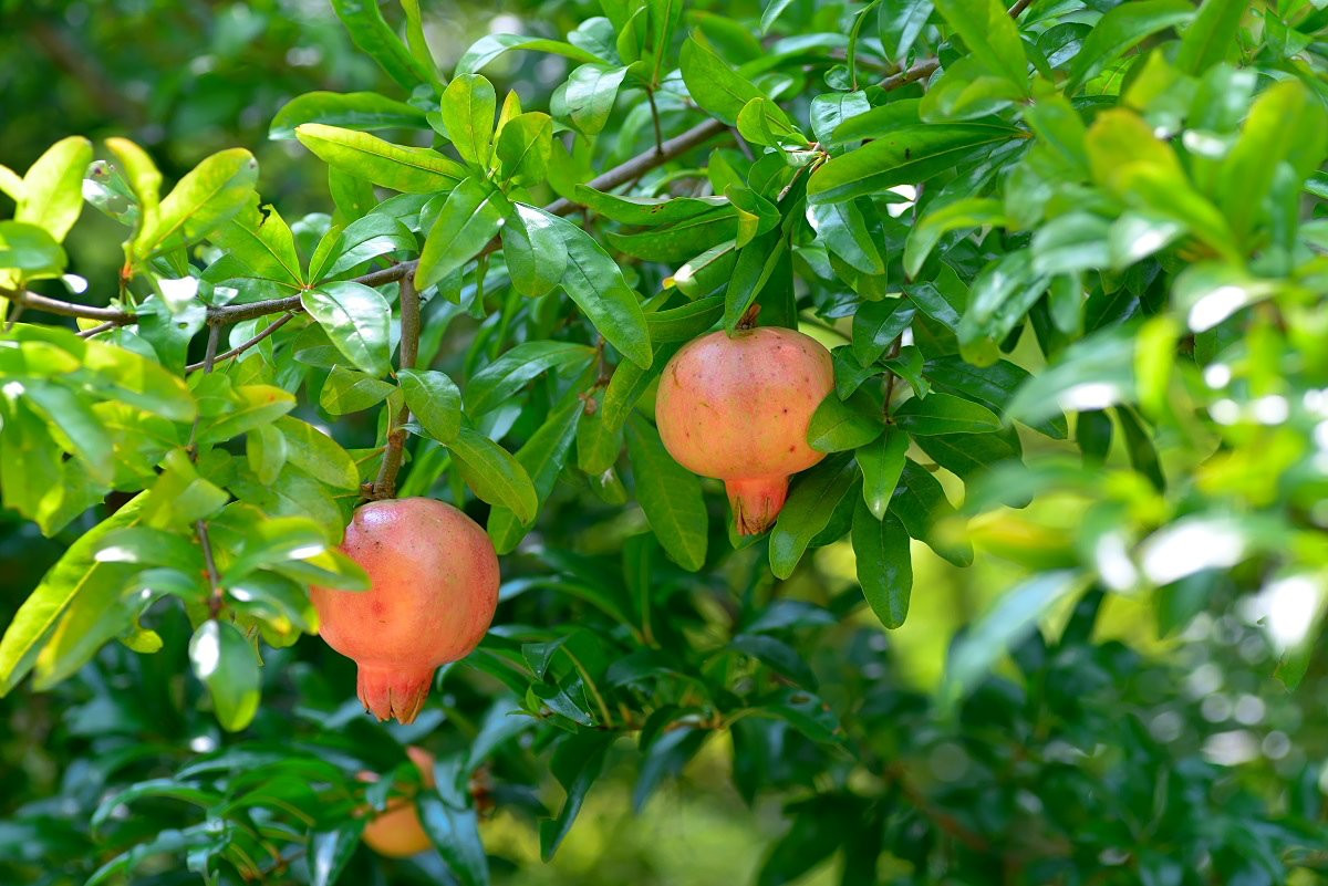 Quả lựu khi chín ăn có vị ngọt, thơm mát. Ngoài giải khát, lựu còn có tác dụng làm đẹp, chống lão hóa, cải thiện, phục hồi và bảo vệ gan, thận.