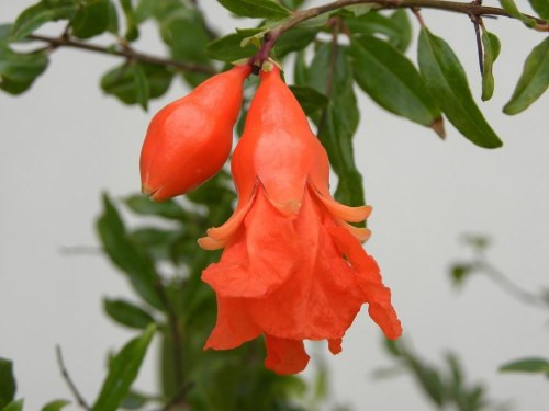 Chính xác thì những miếng xúc xích bạch tuộc này không phải hoa lựu mà là đài hoa của hoa lựu (đài hoa là phần gần thân bao lấy nhị hoa)