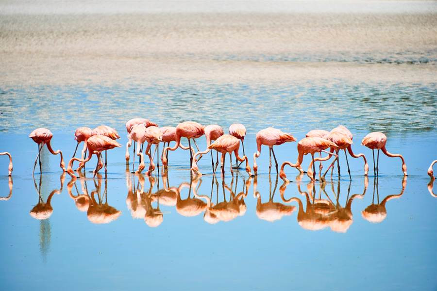 Hong hac sieu luoi “gay sot” voi the uong nuoc cuc doc