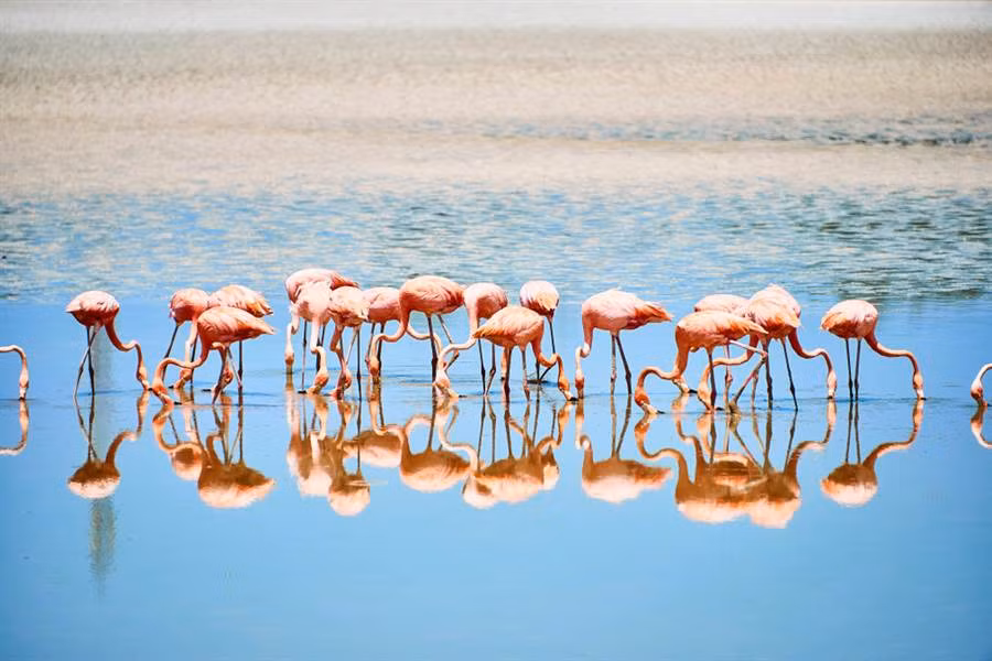 Hong hac sieu luoi “gay sot” voi the uong nuoc cuc doc