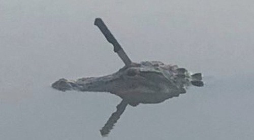 Dao ho thay ca sau, sung sot phat hien dieu hai hung