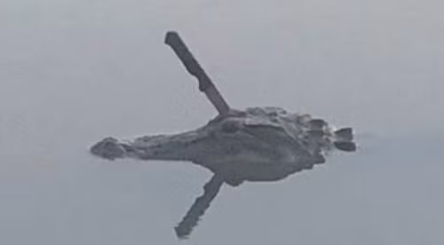 Dao ho thay ca sau, sung sot phat hien dieu hai hung