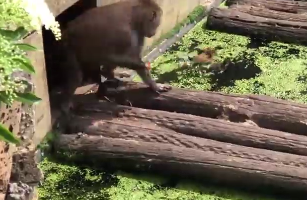 Khi thấy con bị bắt đi, vịt mẹ vội vàng quay lại, tấn công mãnh liệt với hy vọng khỉ đầu chó bị đau sẽ thả vịt con ra. Hai bên giằng co ác liệt thế nhưng không có biện pháp ngăn cản bi kịch phát sinh.