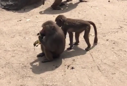 Trong thiên nhiên hoang dã, chỉ có kẻ mạnh mới có thể sống sót và phát triển.
