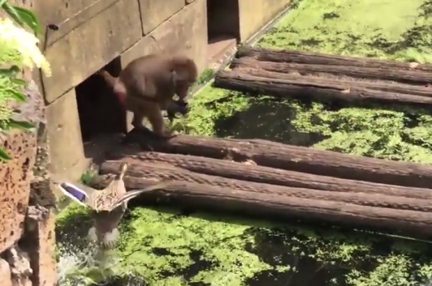 Một số người khác lại cho rằng đây thực sự là bài học đúng nhất, trực quan nhất về cạnh tranh sinh tồn trong thiên nhiên, tàn nhẫn nhưng rất thực tế.