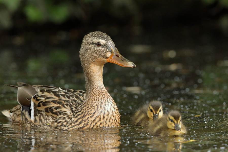 Theo trang The Sun đưa tin, những hình ảnh này được ghi lại tại vườn thú Dierenpark Amersfoort, Hà Lan. Khi một con vịt cái đem theo 4 con vịt con bơi lội dưới ao cạnh khu vực của những con khỉ đầu chó, chúng đã bị khỉ tấn công một cách tàn bạo.