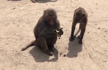 Theo thông tin đăng tải, khi nhìn thấy những con vịt con, khỉ đầu chó đã nổi lên hung tính, quyết định săn giết vịt con để đổi bữa. Trước đó nó đã bắt được một con vịt con và xé xác ăn thịt cùng những con khỉ khác.