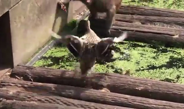 Giành được phần thắng, khỉ đầu chó nhanh chóng quay lại khu vực của mình, cầm theo hai con vịt con. Vừa lên bờ, nó đã vội vã xé xác vịt con, ăn tươi nuốt sống, khiến nhiều du khách không nhịn được hét lên vì quá kinh hãi, thương xót cho vịt con.