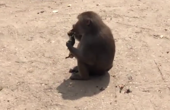 Sau đó, khi thấy mẹ con vịt vẫn loay hoay dưới ao, không vượt qua được chiếc cầu gỗ, khỉ đầu chó lại tiếp tục tấn công, tóm lấy thêm hai con vịt con nữa.