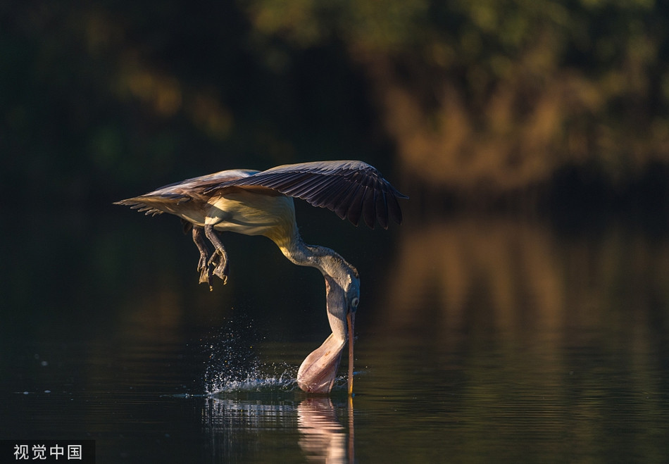 Bo nong phi than toc tranh ca sau, suyt lon co... chet cuoi-Hinh-4