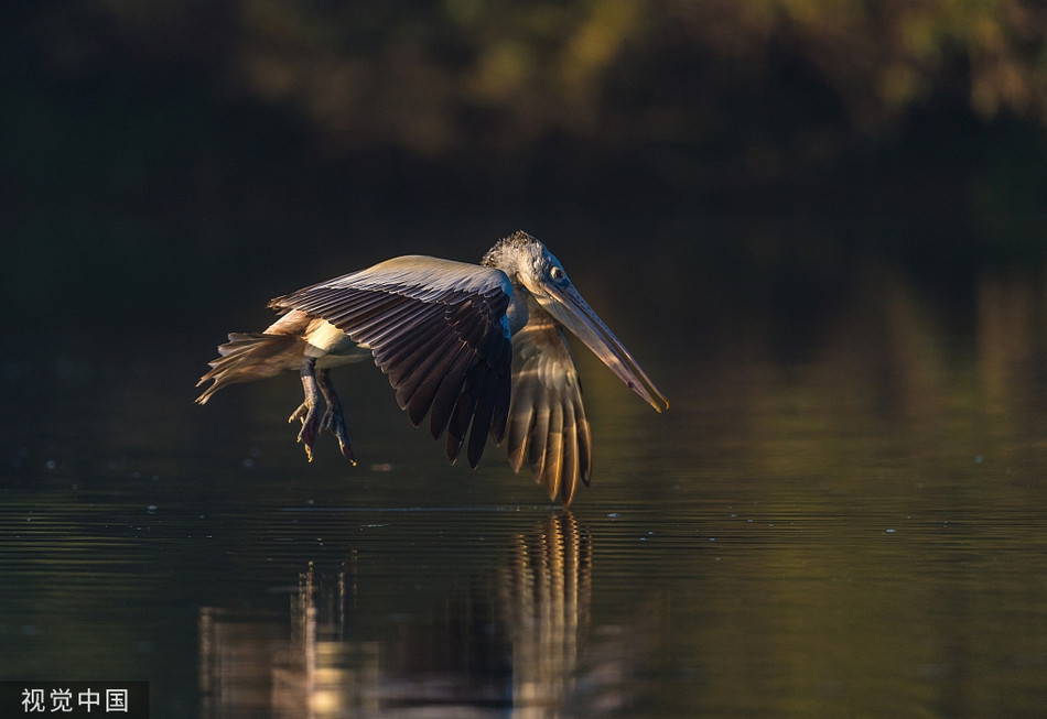 Bo nong phi than toc tranh ca sau, suyt lon co... chet cuoi-Hinh-5
