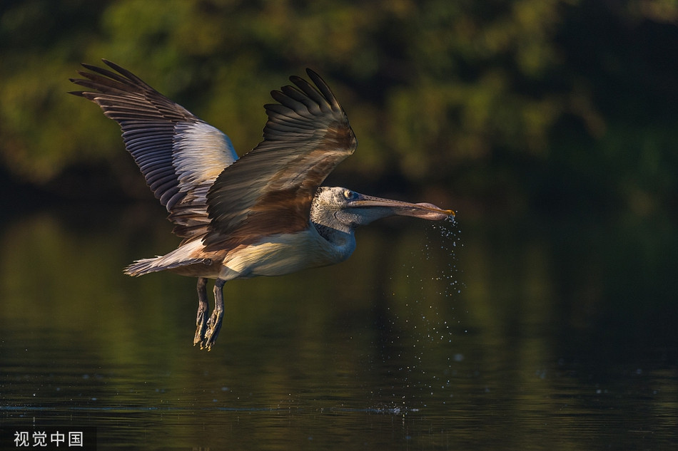 Bo nong phi than toc tranh ca sau, suyt lon co... chet cuoi-Hinh-6