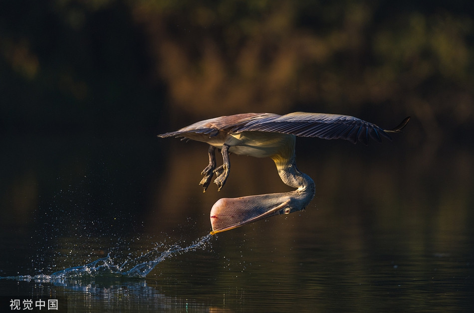 Bo nong phi than toc tranh ca sau, suyt lon co... chet cuoi-Hinh-3