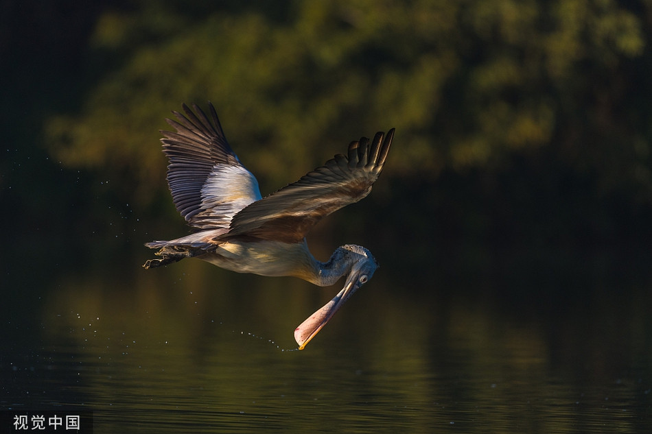 Bo nong phi than toc tranh ca sau, suyt lon co... chet cuoi