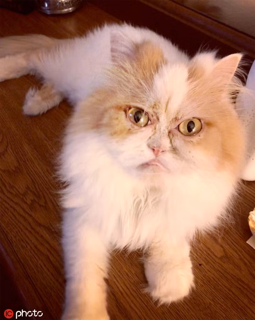 Chu meo cau co het nhu Grumpy bong choc noi tieng-Hinh-2