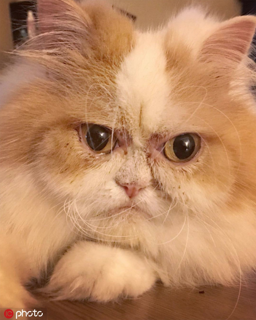 Chu meo cau co het nhu Grumpy bong choc noi tieng-Hinh-3