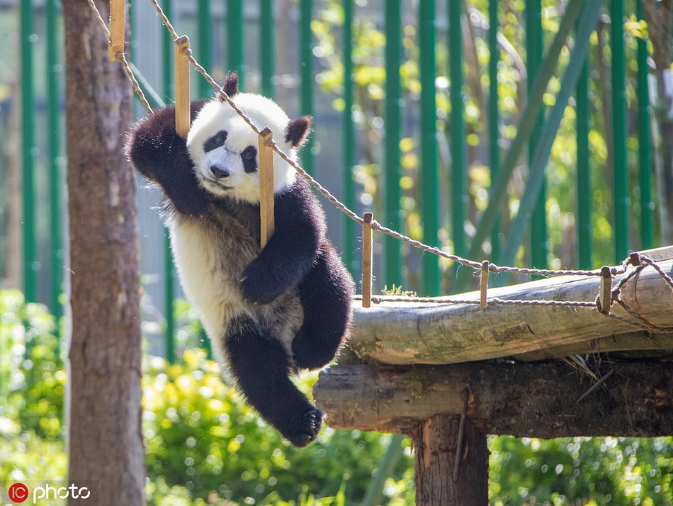 Trong ảnh là một con gấu trúc không màng đến cân nặng của bản thân, đu dây thang khoe dáng, khiến người người cảm thấy vô cùng thú vị.