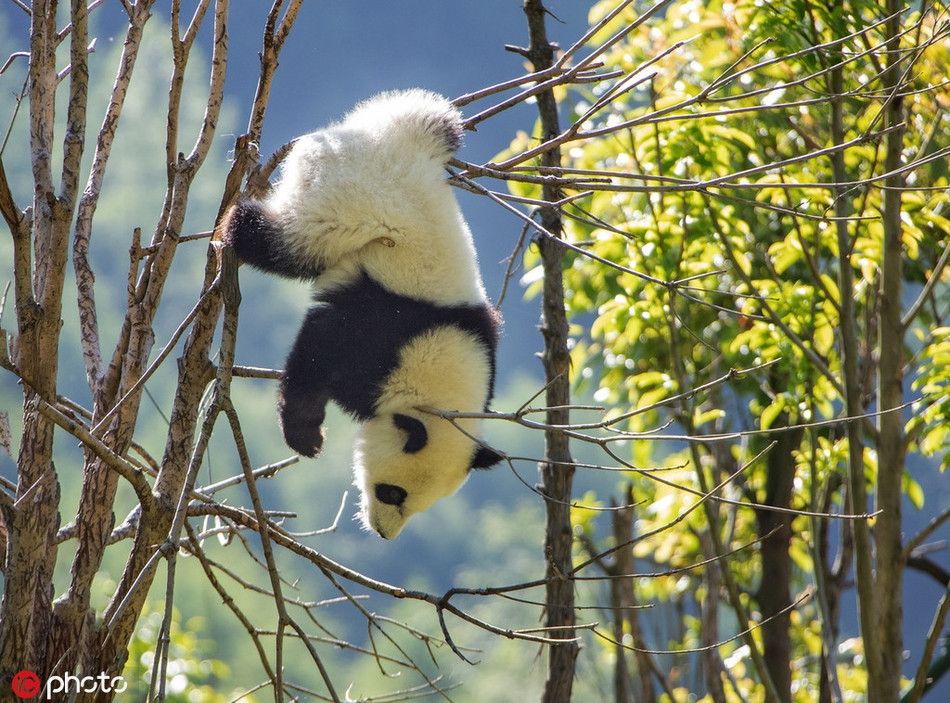 Theo tìm hiểu, gấu trúc khổng lồ có tên khoa học là Ailuropodamelanoleuca, là loài động vật có vú duy nhất thuộc chi Carnivora, dài từ 1,2 - 1,8m và nặng từ 80 - 120kg.