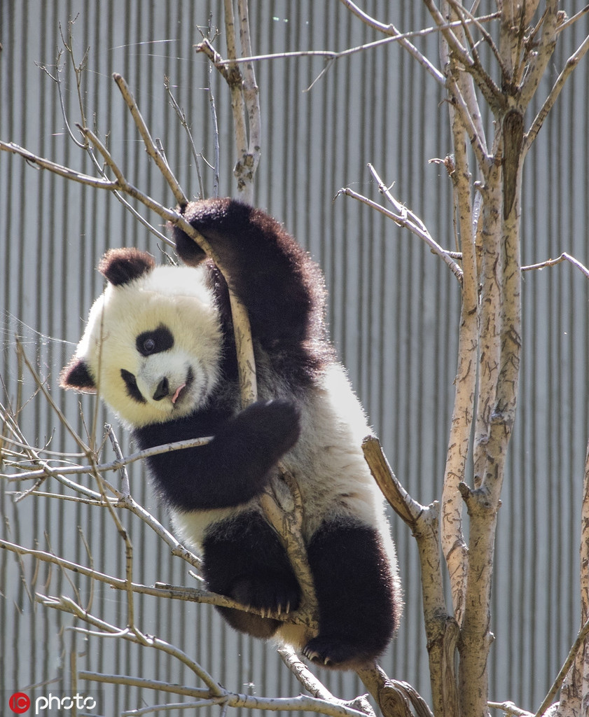 Mọi động tác của nó đều thu hút, hấp dẫn vì quá dễ thương.