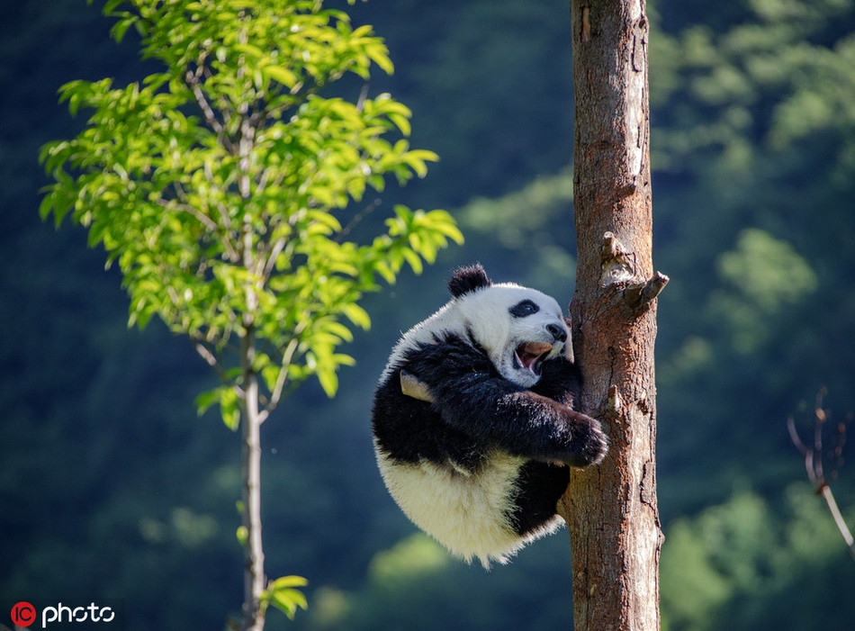 Chúng chiếm trọn trái tim của hàng nghìn người trên toàn thế giới và giúp nâng cao vị thế quê hương.