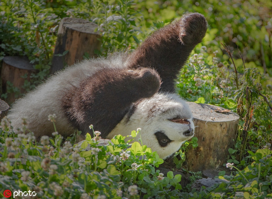 Với ngoại hình thu hút, gấu trúc được mệnh danh là một trong những loài động vật đáng yêu nhất thế giới. Có thể nói gấu trúc là kẻ bất khả chiến bại trong vai trò đại sứ thiện chí của Trung Quốc.