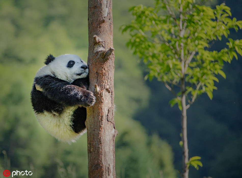 Cá biệt có những con gấu trúc nặng tới 180 kg, đặc trưng cơ thể là màu đen và trắng.