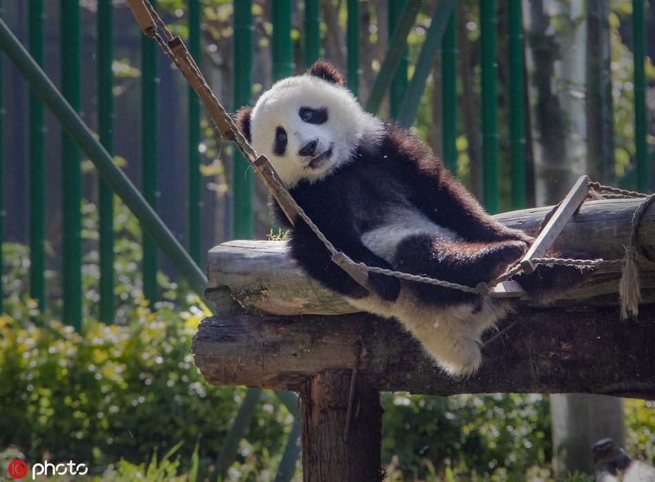 Trong những bức ảnh này, gấu trúc khổng lồ ăn uống, nghỉ ngơi, chơi đùa cực kỳ thoải mái, khiến nhiều người ao ước có được cuộc sống vô lo vô ưu như vậy.