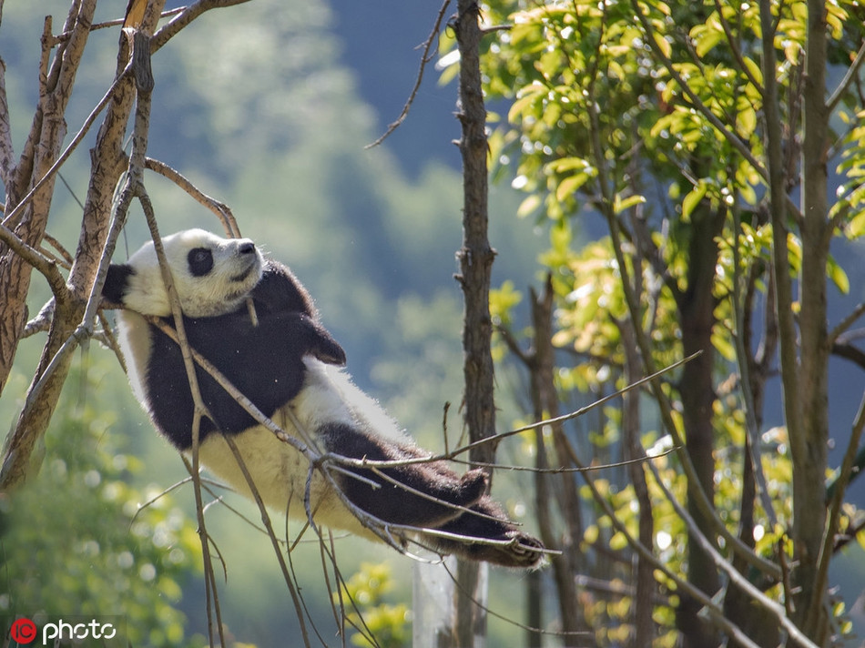 Bởi sự đáng yêu bẩm sinh của mình, dù có làm bất cứ điều gì, kể cả những điều ngốc nghếch, gấu trúc vẫn chiếm được sự yêu thích của mọi người.