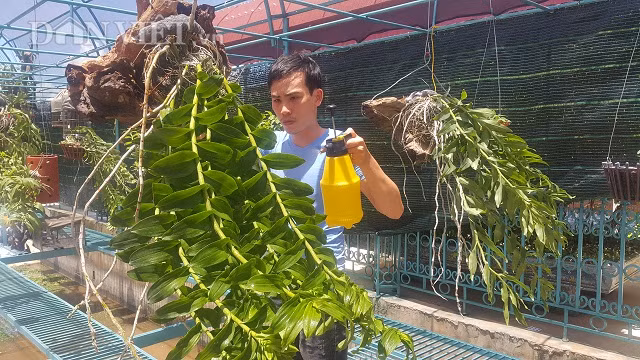 Tro thanh ty phu lan rung nho gio lan phi diep ban cho-Hinh-2