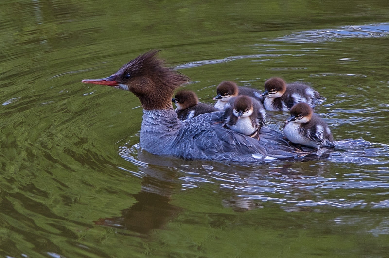Bat ngo canh vit me day do nghiem lu vit con luoi