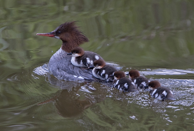 Bat ngo canh vit me day do nghiem lu vit con luoi-Hinh-2