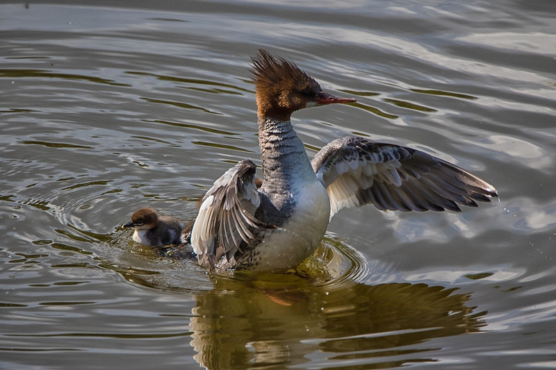 Bat ngo canh vit me day do nghiem lu vit con luoi-Hinh-4