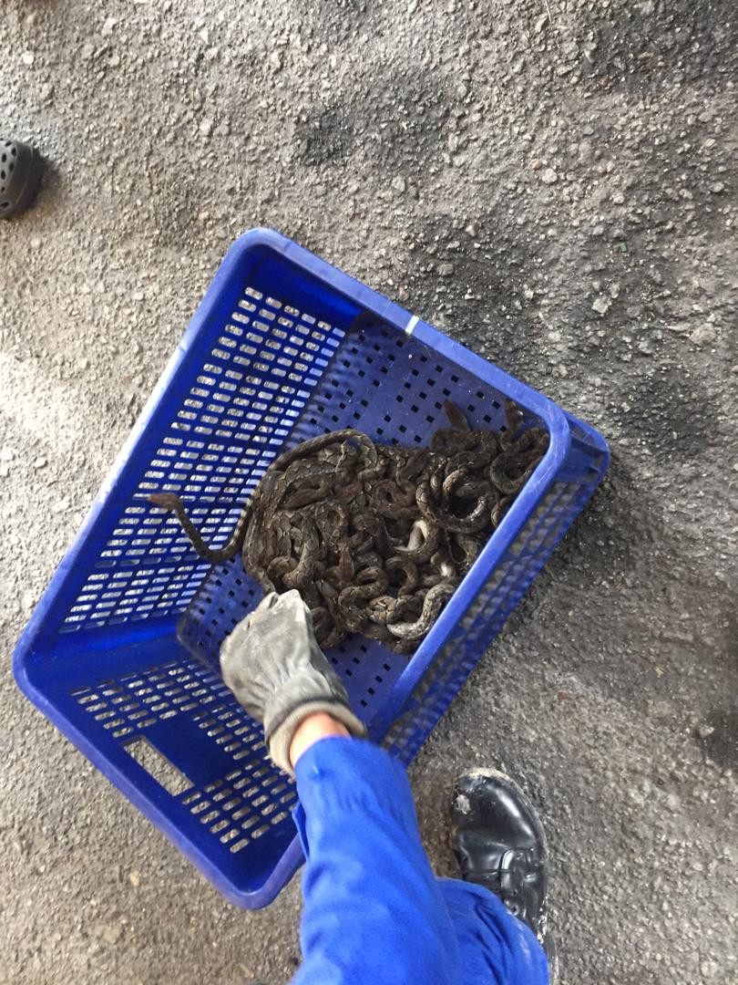 Thay tran khong lo lang vang vuon chung cu... ra su thuc 