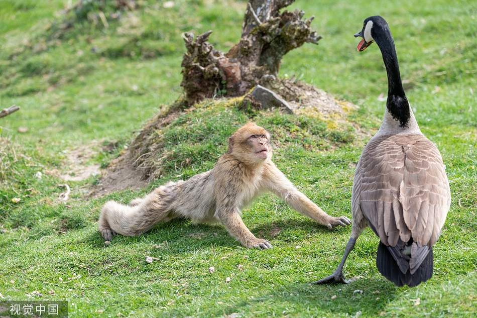 Thay ngong me hung du, khi duoi dai bong hanh dong la