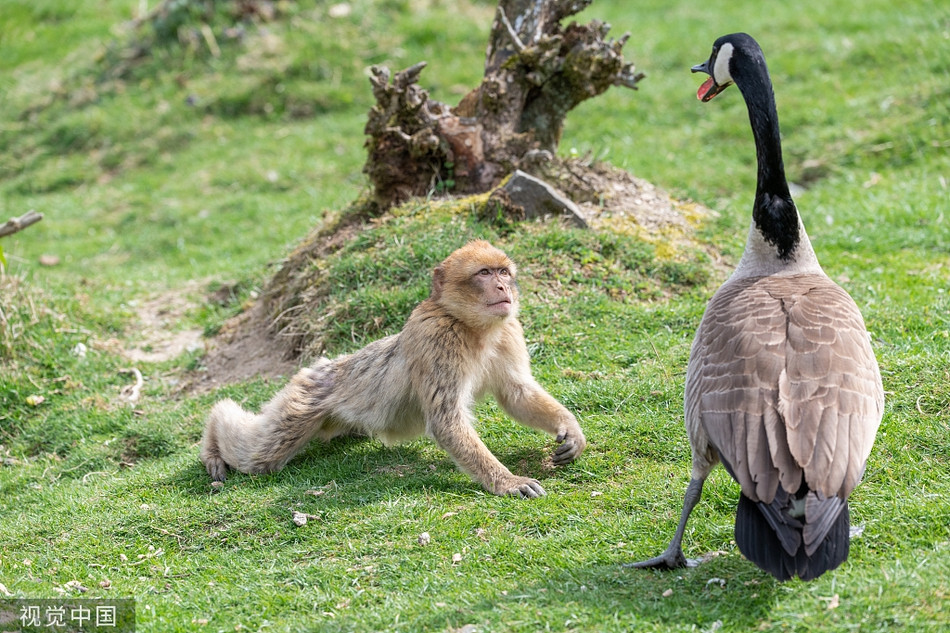 Thay ngong me hung du, khi duoi dai bong hanh dong la-Hinh-5