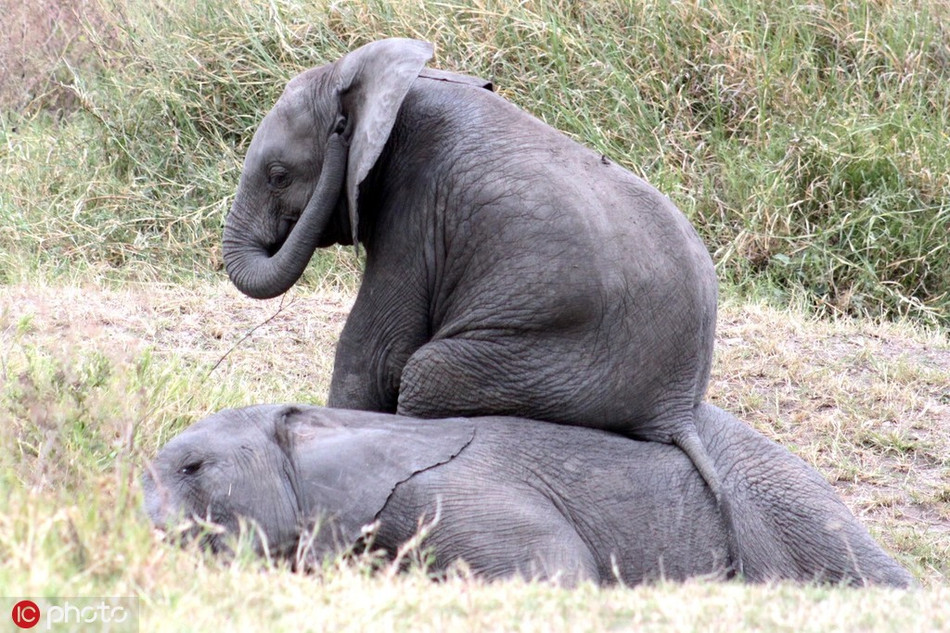 Trong ảnh là khoảnh khắc voi con hiếu động, nhất quyết đòi mẹ chơi cùng, không cho mẹ ngủ. Khi mẹ nó lười biếng từ chối, loài động vật hiếu động lập tức ngồi lên người cha mẹ làm nũng, đòi bằng được.