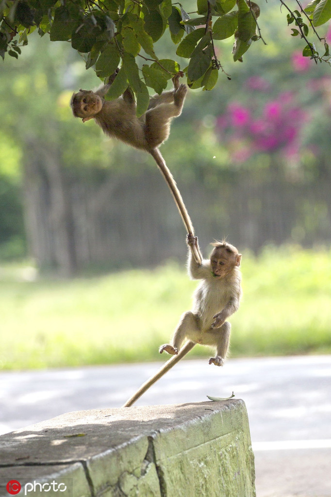 Rủ nhau nghịch ngợm đu cây giữa trưa nắng, hai con khỉ nhỏ gây náo loạn cả một vùng, khiến cha mẹ bực tức.