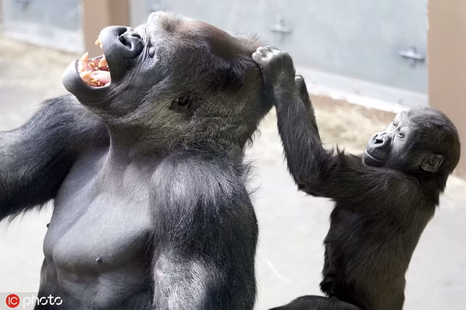 Khó chịu vì cha mình không chịu để ý, con khỉ đột lớn gan này giật mạnh tóc cha, khiến khỉ đột cha kêu la oai oái.