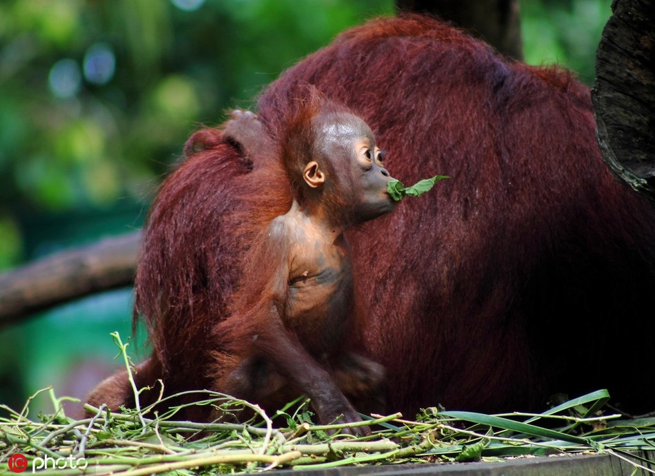 Thân lúc mẹ mình mệt mỏi nghỉ ngơi, con đười ươi làm đủ trò nó thích, nhặt mọi chiếc lá cây nó nhìn thấy nhét vào miệng làm trò.