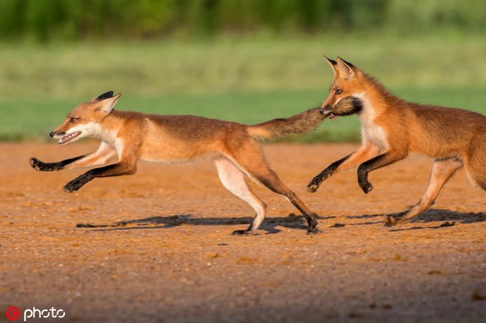 Tương tự như anh em nhà sư tử, anh em cáo đỏ cũng có cùng sở thích khi nô đùa, nghịch ngợm với nhau. Đa số những cuộc vui này đều kết thúc bằng những trận đánh và màn "kiện cáo" lên bố mẹ.