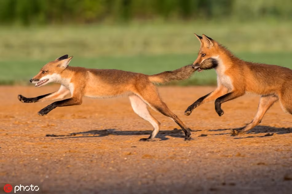 Tương tự như anh em nhà sư tử, anh em cáo đỏ cũng có cùng sở thích khi nô đùa, nghịch ngợm với nhau. Đa số những cuộc vui này đều kết thúc bằng những trận đánh và màn "kiện cáo" lên bố mẹ.
